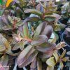 SEDUM TELEPHIUM 'DARK MAGIC' kak3