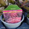 SEDUM TELEPHIUM 'DARK MAGIC' kak