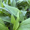 ECHINACEA 'STRAWBERRY AND CREAM' kak2