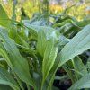 ECHINACEA 'STRAWBERRY AND CREAM' kak3