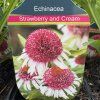 ECHINACEA 'STRAWBERRY AND CREAM' kak