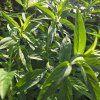 VERONICA SPICATA 'ANNE' kak2