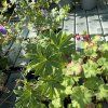 GERANIUM SANGUINEUM (PAKOST KRVAVÝ)