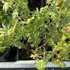 GERANIUM SANGUINEUM (PAKOST KRVAVÝ)
