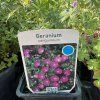 GERANIUM SANGUINEUM (PAKOST KRVAVÝ)