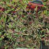 DELOSPERMA COOPERI 'DANCER RED' kak2