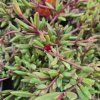 DELOSPERMA COOPERI 'DANCER RED' kak3