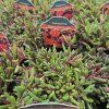 DELOSPERMA COOPERI 'DANCER RED' kak1