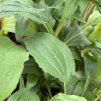 ECHINACEA 'HOT SUMMER' (ECHINACEA)_kak2