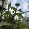 ECHINACEA 'HOT SUMMER' (ECHINACEA)_kak3