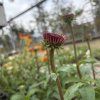 ECHINACEA 'HOT SUMMER' (ECHINACEA)_kak4