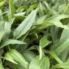 ECHINACEA 'PEARL PARROT' (ECHINACEA)_kak2