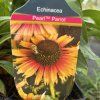 ECHINACEA 'PEARL PARROT' (ECHINACEA)_kak1