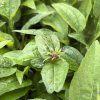 ECHINACEA 'PEARL LIGHT PINK' (ECHINACEA)_kak2