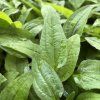 ECHINACEA 'PEARL LIGHT PINK' (ECHINACEA)_kak3