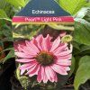 ECHINACEA 'PEARL LIGHT PINK' (ECHINACEA)_kak1