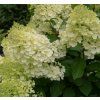 HYDRANGEA PANICULATA 'HERCULES shutt1