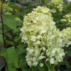 HYDRANGEA PANICULATA 'HERCULES kak