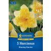 NARCISSUS 'BLAZING STARLET' (NARCIS)1