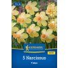 NARCISSUS 'FIDAN' (NARCIS)1
