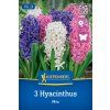 HYACINTHUS ORIENTALIS MIX (HYACINT)1