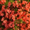 AZALEA 'GEISHA ORANGE IST