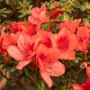 AZALEA 'GEISHA ORANGE1 IST