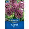 ALLIUM 'OSTARA' (CESNAK OKRASNÝ)1