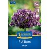 ALLIUM 'MAGIC' (CESNAK OKRASNÝ)1