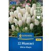MUSCARI AUCHERI 'WHITE MAGIC' (MODRICA)1