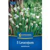LEUCOJUM AESTIVUM (BLEDUĽA LETNÁ)1