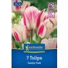 TULIPA 'CANDY CLUB' (TULIPÁN)1