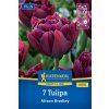 TULIPA 'ALISON BRADLEY' (TULIPÁN)1