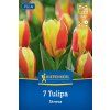 TULIPA 'STRESA' (TULIPÁN)1
