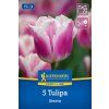 TULIPA 'SIESTA' (TULIPÁN)1