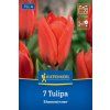 TULIPA 'SHOWWINNER' (TULIPÁN)1