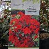 AZALEA 'HOT SHOT VARIEGATA' kak