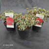 AZALEA 'HOT SHOT VARIEGATA' kak1