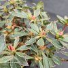 AZALEA 'HOT SHOT VARIEGATA' kak2