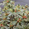 AZALEA 'HOT SHOT VARIEGATA' kak3