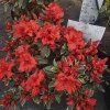 *AZALEA 'HOT SHOT VARIEGATA' (AZALKA JAPONSKÁ)