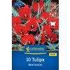 TULIPA 'RED HUNTER' (TULIPÁN)1