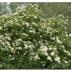 SAMBUCUS NIGRA 'HASCHBERG' shutt