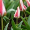 TULIPA 'FLORESTA' nebe