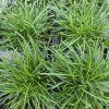 ARMERIA MARITIMA 'ABBEY DEEP ROSE' kak4