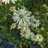 ASTER AGERATOIDES 'STARSHINE' kak2