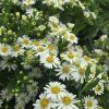 ASTER AGERATOIDES 'STARSHINE' kak