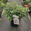 Azalea (J) 'Mary Helen' ARBO