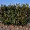 PRUNUS LAUROCERASUS 'ELLY IST