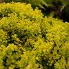 BERBERIS THUNBERGII 'TINY GOLD' 1 IST